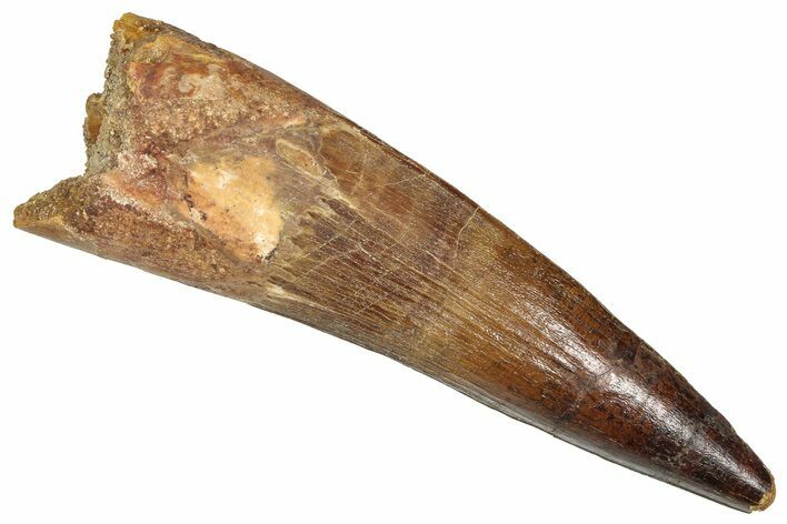 Fossil Spinosaurus Tooth - Real Dinosaur Tooth #373901